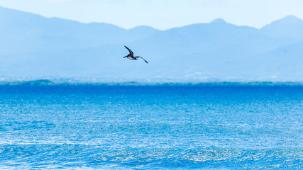 Pélican chassant au-dessus d'une mer bleu intense et un ciel bleu totalement dégagé sur fond de montagnes du massif de la Soufrière en Guadeloupe