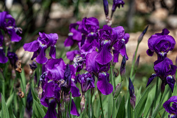 iris in the spring in the desert garden. Natural beauty. Man-made beauty. Judean Desert