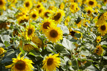 Sunflower field with yellow flowers, blossom sunflowers