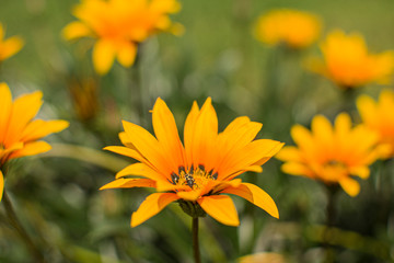 yellow flower in the garden