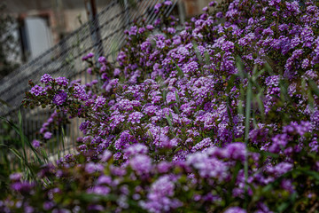 Verbena in the spring garden. Nature wakes up and makes us happy even in the desert.