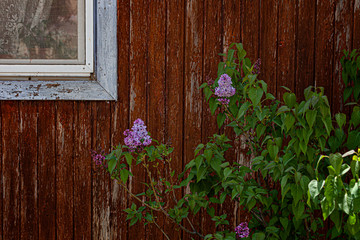 lilac in the desert. Spring in the Judean Desert. Lilac freshness. Natural beauty. Desert labor