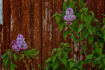 lilac in the desert. Spring in the Judean Desert. Lilac freshness. Natural beauty. Desert labor