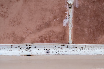 Black mold fungus growing damp poorly ventilated bath areas, mold tile joints with condensation moisture problem