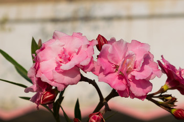 close up of pink Nerium oleander flower in a garden