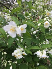 apple tree blossom