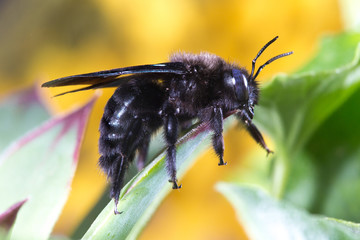 Pollinator, violet carpenter bee, Xylocopa violacea