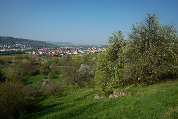 Fototapeta na wymiar German fruit trees with meadow