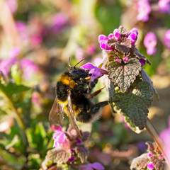Bombus hortorum, the garden bumblebee or small garden bumblebee, is a species родини Apidae found in most of Europe. garden bumblebee on Lamium purpureum flower.