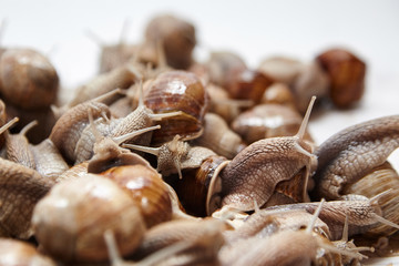 Many crawling garden snails with large shells, selective focus. Heap of alive grape snails. Exotic food