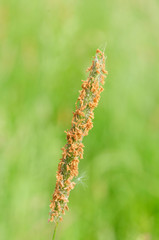 grass seed head against green field selective focus