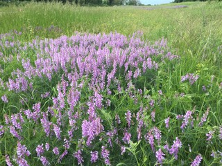 Obraz premium field of lavender flowers