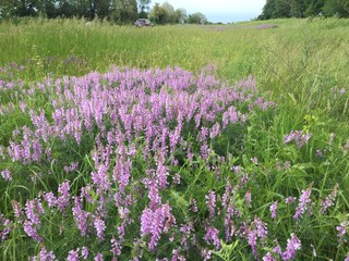 lavender field in the spring