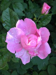 pink rose in the garden