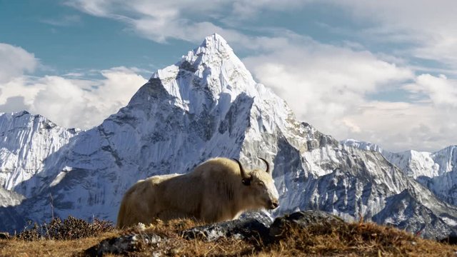White yak in the Nepalese Himalayas. Snow-covered Ama Dablam mountain on the background, Nepal. Everest Base Camp trek (EBC). Steadicam shot, 4K