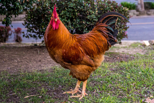 Red Rooster with attitude glaring at the viewer.