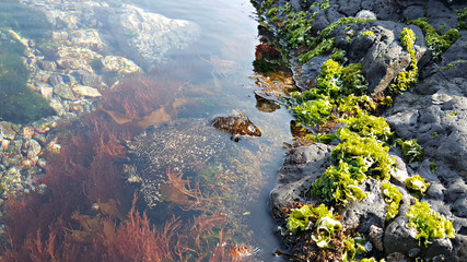 해안가 얕은 바다에 서식하는 군소