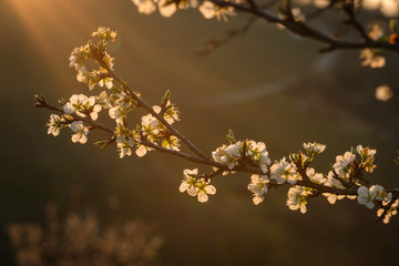 Apple tree blossom in springtime