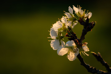 Close apple tree twiig with white flowers