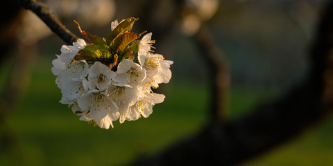 Springtime apple tree flowers