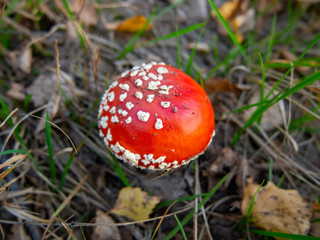Little fly agaric mushrooms or Amanita muscaria