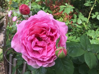 pink rose in garden