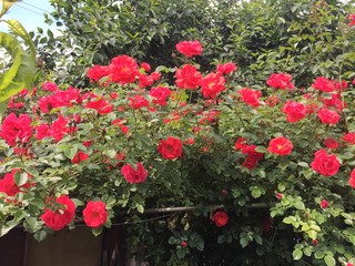 red and yellow flowers