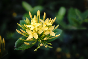 close up of Yellow flower. Yellow Needle flower. ixora chinensis yellow.