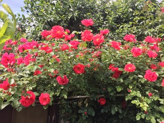 red flowers in the garden