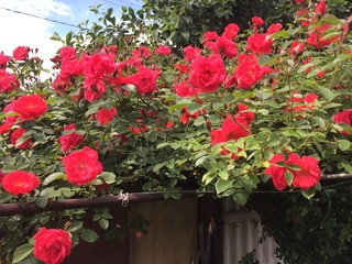 red flowers in a garden