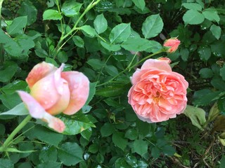 pink roses in garden