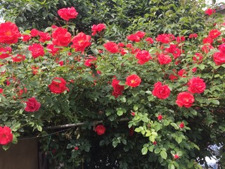 flowers in the garden
