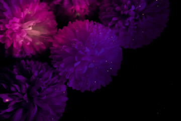 Beautiful abstract color blue pink and purple flowers on black background and blue graphic white flower frame and pink leaves texture, purple background, colorful graphics banner
