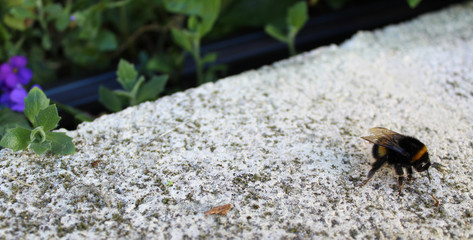 insecte / bourdon