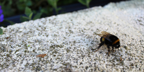 insecte / bourdon