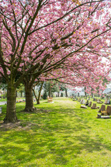 Cherry blossom in the graveyard.