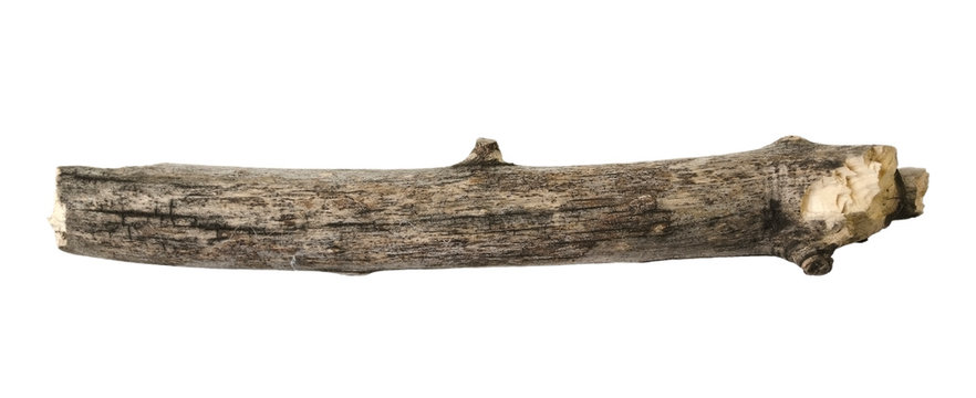 Tree branch or stick isolated on white background. Item for mock up, scene creator and other design