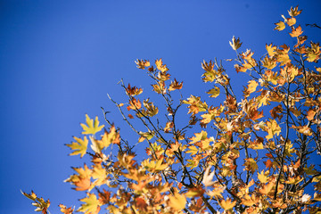 Tree leaves in autumn. Yellow leaves.
