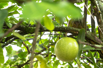 ABORL DE MATE, TOTUMO, CRESCENTIA ,CUJE 