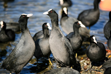 Coot birds floating in the lake.