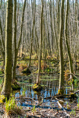 The Papenluch swamp at Briesetal, Birkenwerder