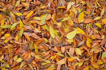 autumn leaves background