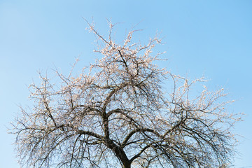 Blooming old tree with small white flowers with blue sky on background. Earth day, eco concept. Wallpaper