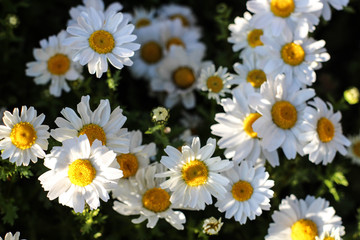 Fototapeta premium Istanbul tulip festival. White daisies.