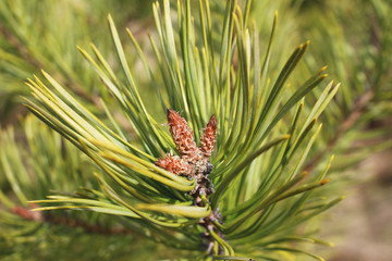 close up pine buds
