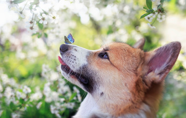 red dog Corgi puppy sits in a Sunny spring garden surrounded by branches of a blooming white cherry tree with a small blue butterfly on its nose