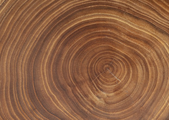 Brown wooden texture background, close up. Tree rings texture