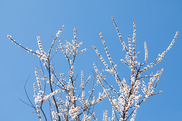 Blooming tree with small white flowers with blue sky on background. Earth day, eco concept. Wallpaper