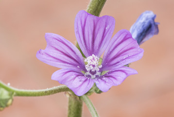 Malva sylvestris common mallow plant considered a weed that grows throughout the Andalusian fields with beautiful large flowers of purple pink and white