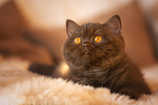 Britisch Kurzhaar Kitten in chocolate mit Bernstein Augen ganz vertr&auml;umt und s&uuml;&szlig;